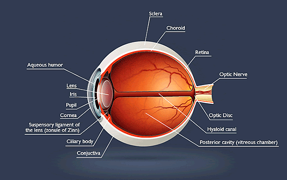 Anatomy Lesson: What Is the Retina? - Eye Care Specialists